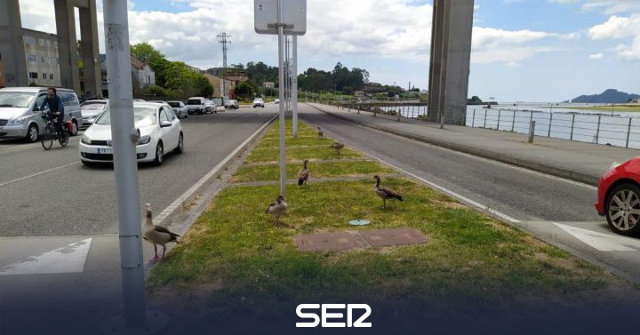 Wanted home for Nile geese |  Radio Pontevedra