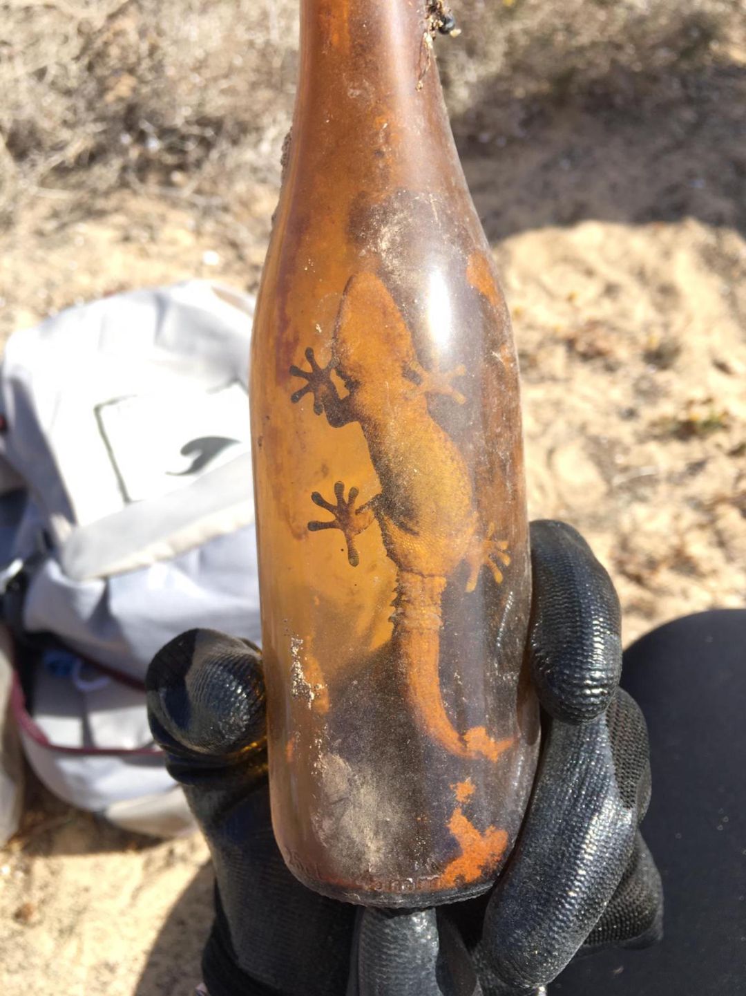 Un perenquén atrapado en el interior de una botella de vidrio hallada en el desierto de El Jable en Lanzarote