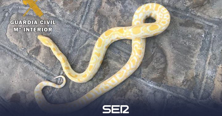 They file a Porcuna neighbor for having a python at home |  Radio Jaén