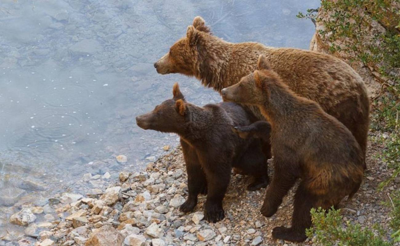 Se Acabo El Relax De Los Osos Reabre El Parque Del Hosquillo En La Serrania De Cuenca Ser Cuenca Hoy Por Hoy Cuenca Cadena Ser