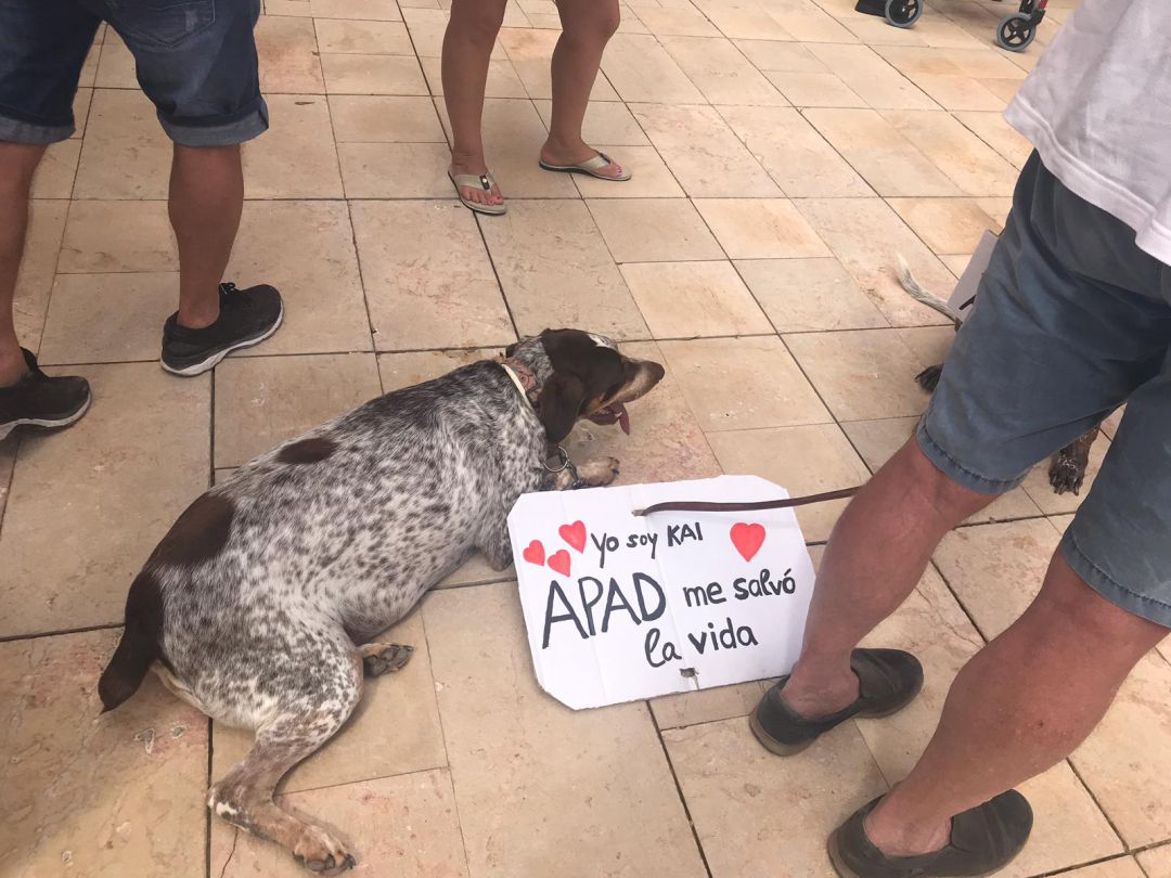 Denia Se Adelanta A La Ley De Bienestar Animal Con La Creacion De Un Ciaa Radio Denia Cadena Ser