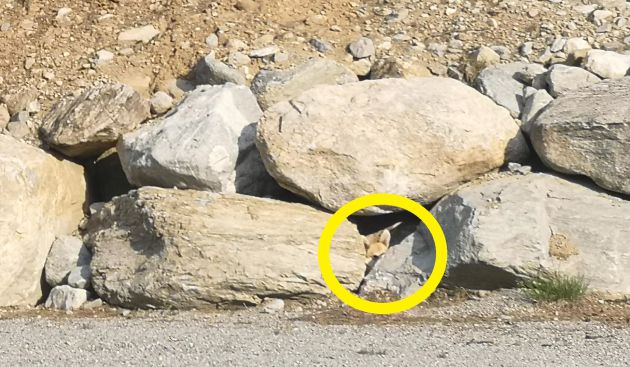 El perro estaba escondido tras las rocas.