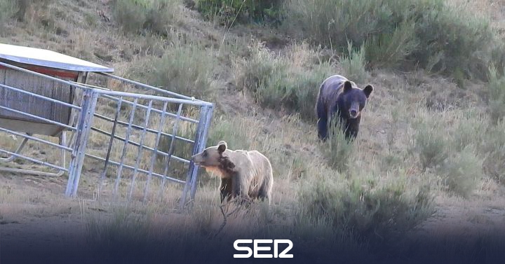 The Brown Bear Foundation denies that there is an overpopulation of bears in Laciana |  Radio Bierzo