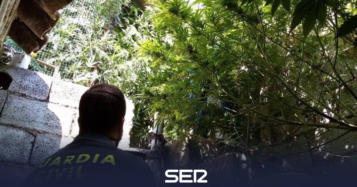 A marijuana plantation in Santiago de la Espada |  Radio Jaén