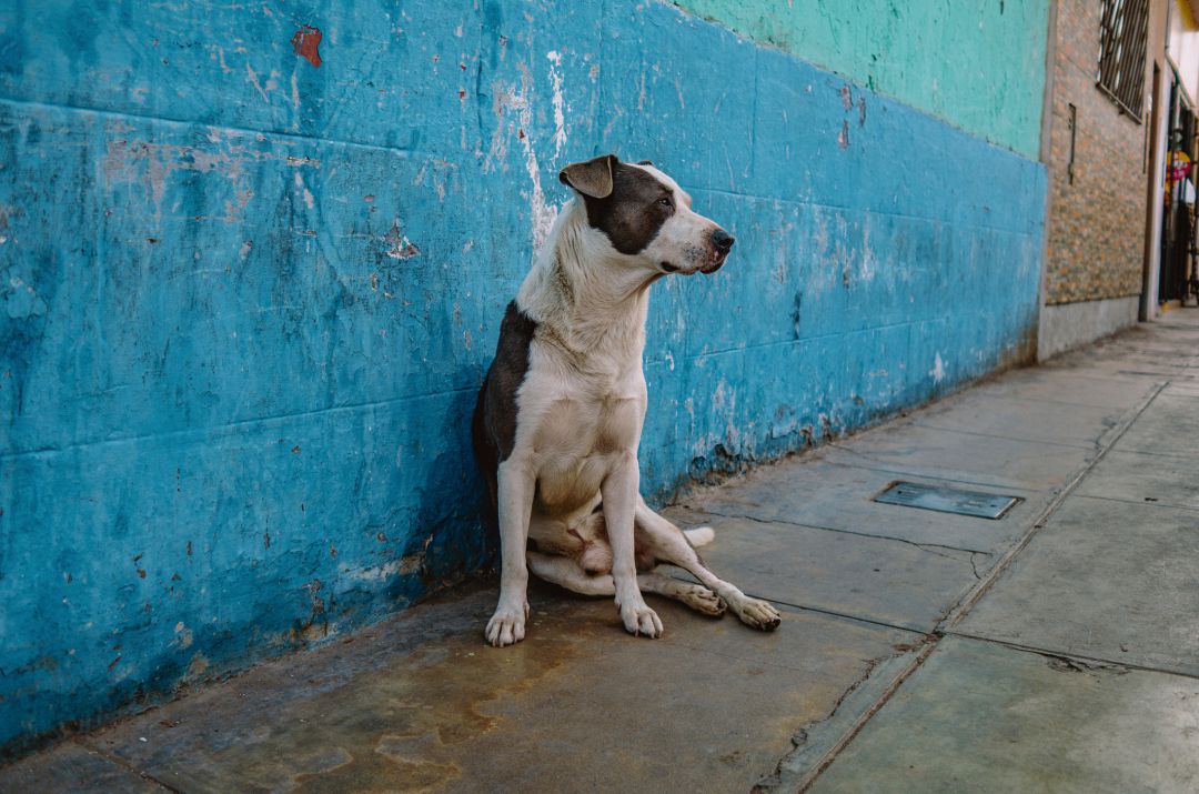 Invstigada Por Dejar Morir A Su Perro Al Cambiar De Domicilio Radio Bierzo Cadena Ser