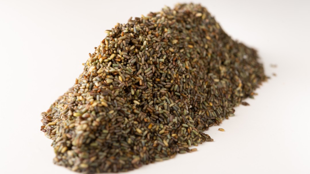 Arroz marino: así es el nuevo cereal descubierto en Cádiz que puede revolucionar la producción de alimentos