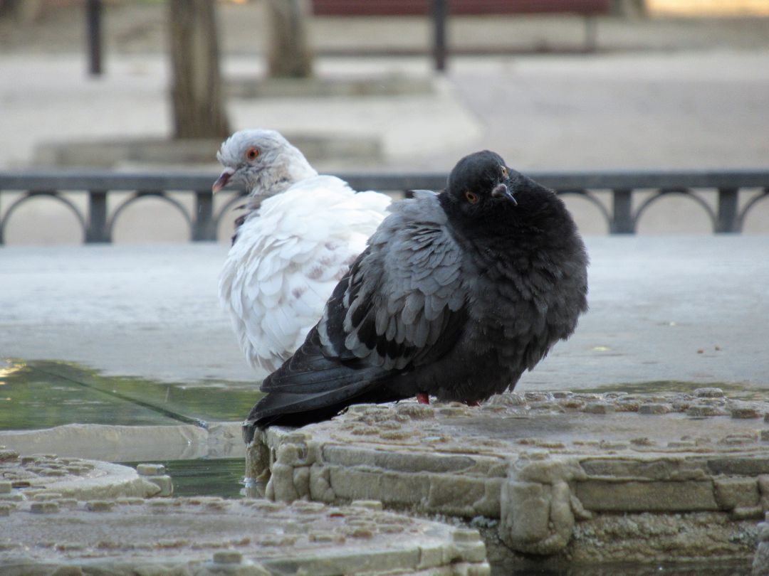 Dos palomas en València