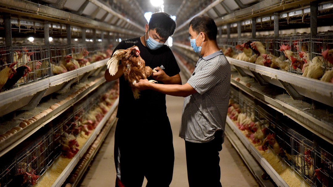 Por qué la próxima pandemia puede aparecer en una granja ganadera