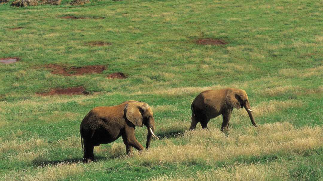 Fallece un trabajador de Cabárceno después de ser golpeado por un elefante
