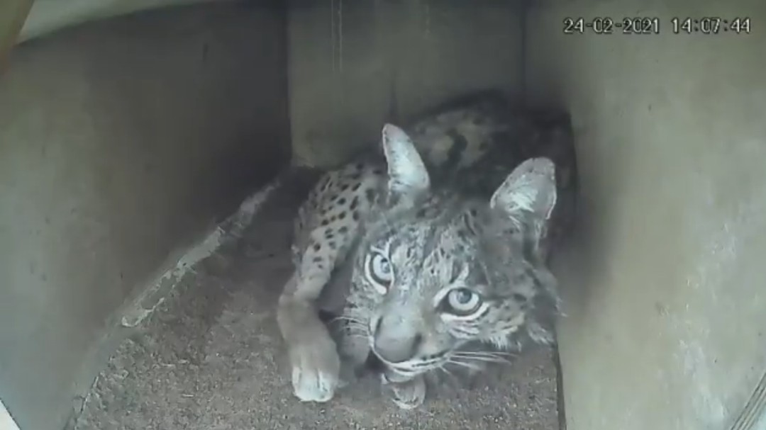 El tierno vídeo que da la bienvenida a los tres primeros linces ibéricos nacidos en cautividad del 2021