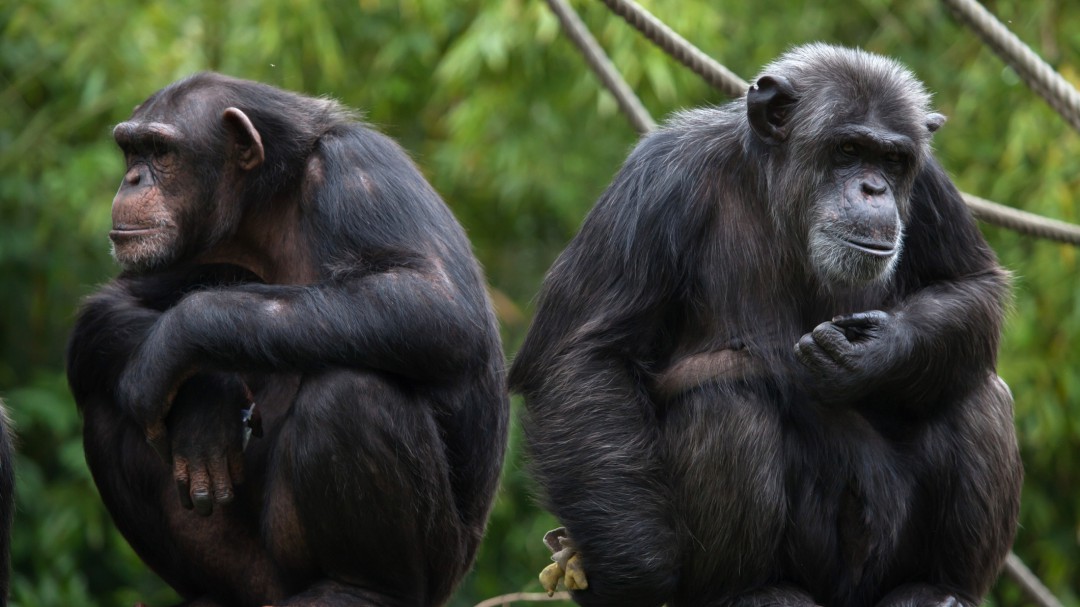Los animales también mantienen las distancias para evitar contagios