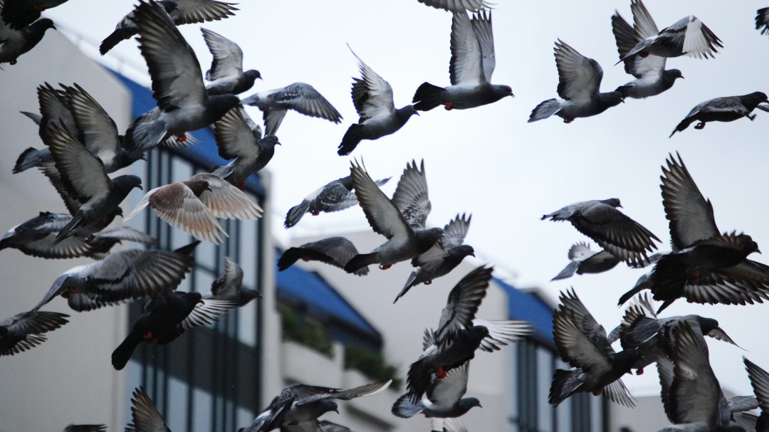 Ponferrada comenzará a capturar y esterilizar palomas