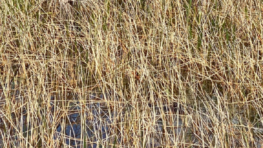 Nuevo reto de agudeza visual: ¿Puedes encontrar al cocodrilo escondido en esta fotografía?