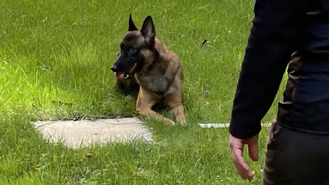 Realidad post pandemia: Hay lista de espera en las Txikas de Etxauri para abandonar animales