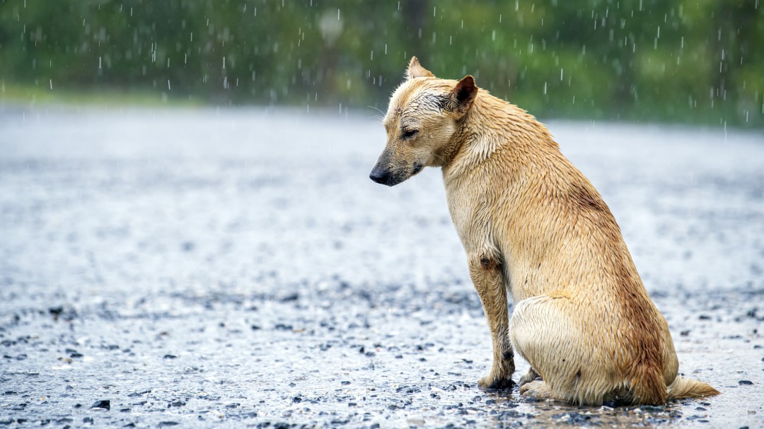 Ponferrada acredita desde el lunes a las personas que pueden alimentar animales callejeros