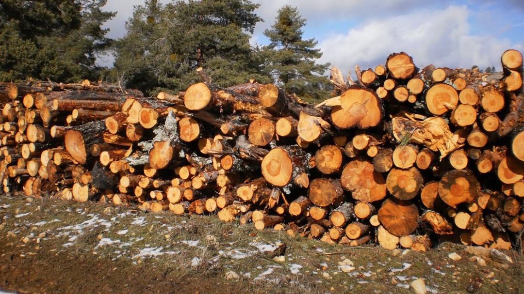 La tala de pinos en la Serranía se ha ajustado al saneamiento forestal