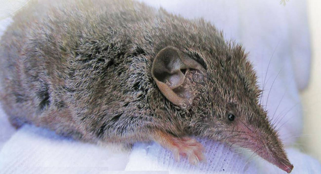 La musaraña canaria, esa gran desconocida | SER Lanzarote | Hoy por Hoy ...