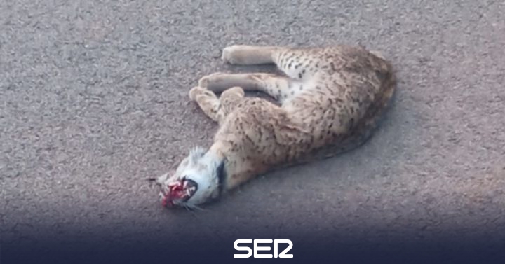 Streak: new Iberian lynx run over in Campo de Montiel |  BE Ciudad Real