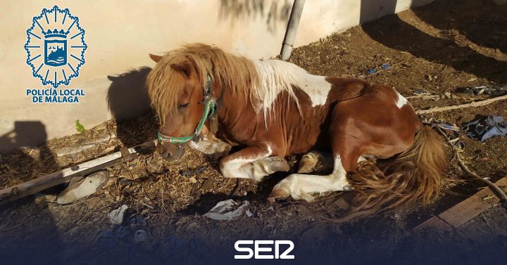 They investigate the owner of a pony for animal abandonment in Malaga |  BE Malaga |  Hour 14 Malaga