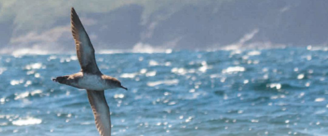 Un ave sobrevolando las aguas de A Coruña