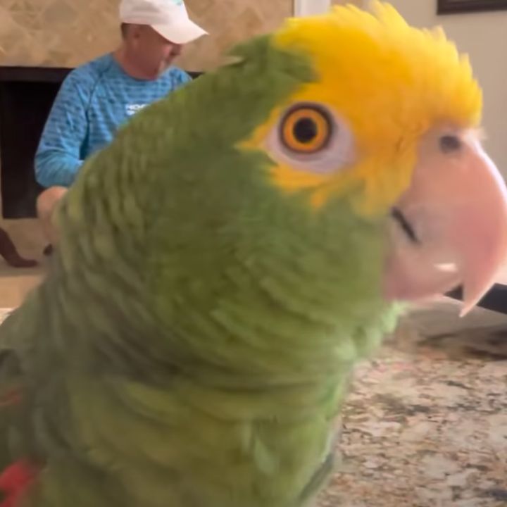 La fantástica historia de Tico, el loro que arrasa en redes cantando clásicos del rock