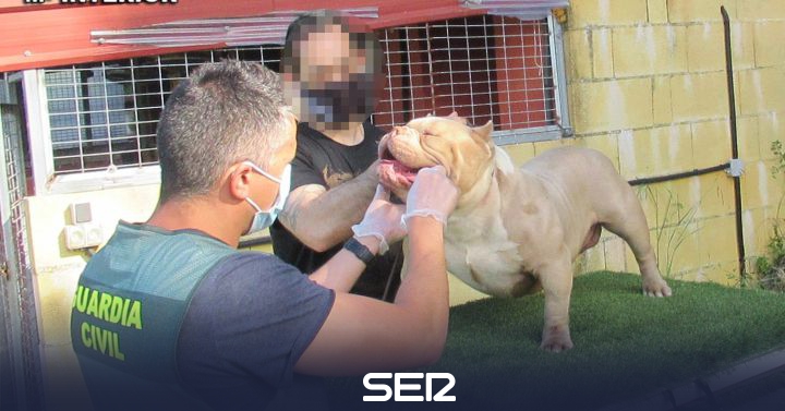 The Civil Guard recovers in Vigo two dogs valued at 16,000 euros that had been stolen in Sanxenxo |  Radio Pontevedra