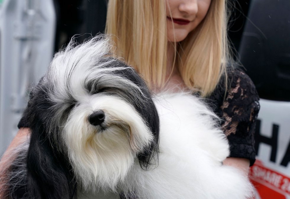 Así son los perros más guapos del mundo, según el concurso canino de Nueva York Así son los perros más guapos del mundo, según el concurso canino de Nueva York