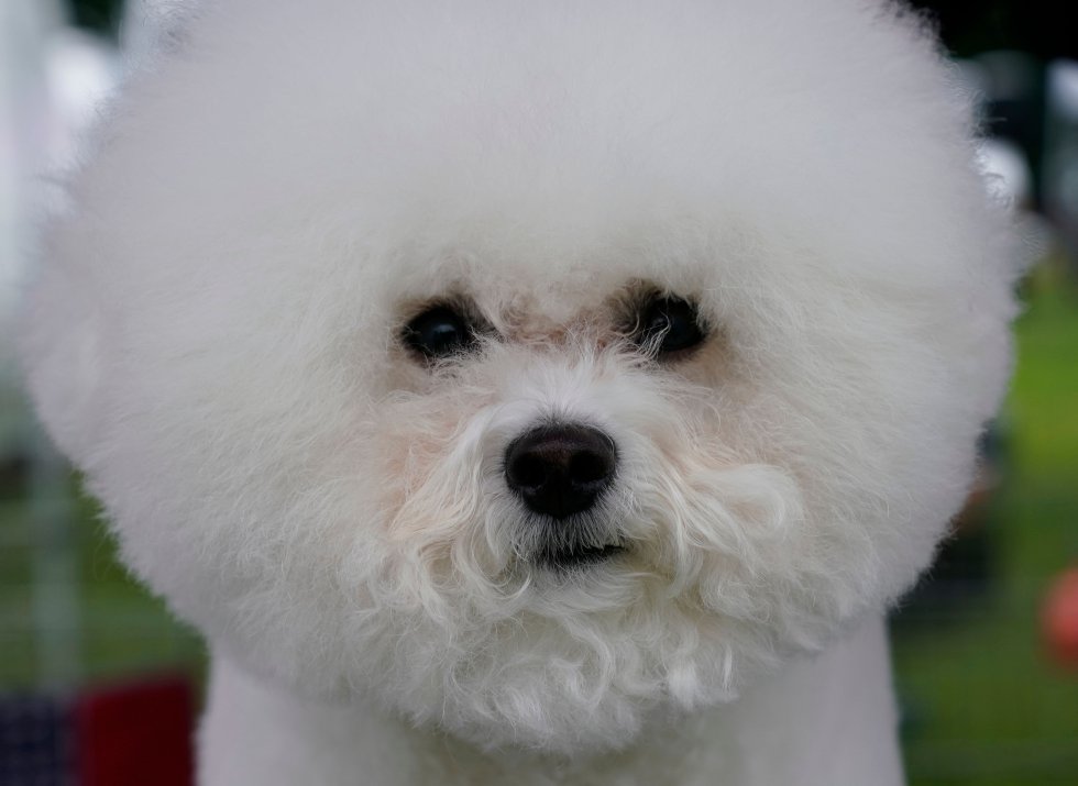 Así son los perros más guapos del mundo, según el concurso canino de Nueva York Así son los perros más guapos del mundo, según el concurso canino de Nueva York