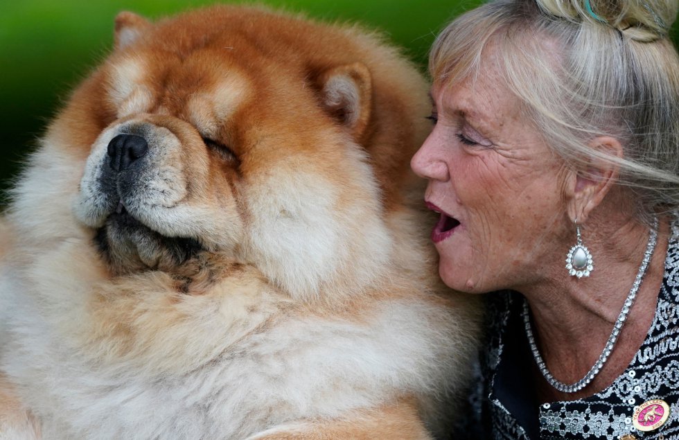 Así son los perros más guapos del mundo, según el concurso canino de Nueva York Así son los perros más guapos del mundo, según el concurso canino de Nueva York