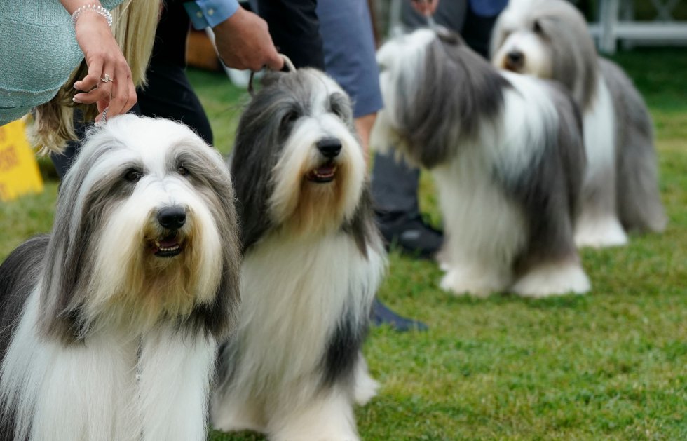 Así son los perros más guapos del mundo, según el concurso canino de Nueva York Así son los perros más guapos del mundo, según el concurso canino de Nueva York