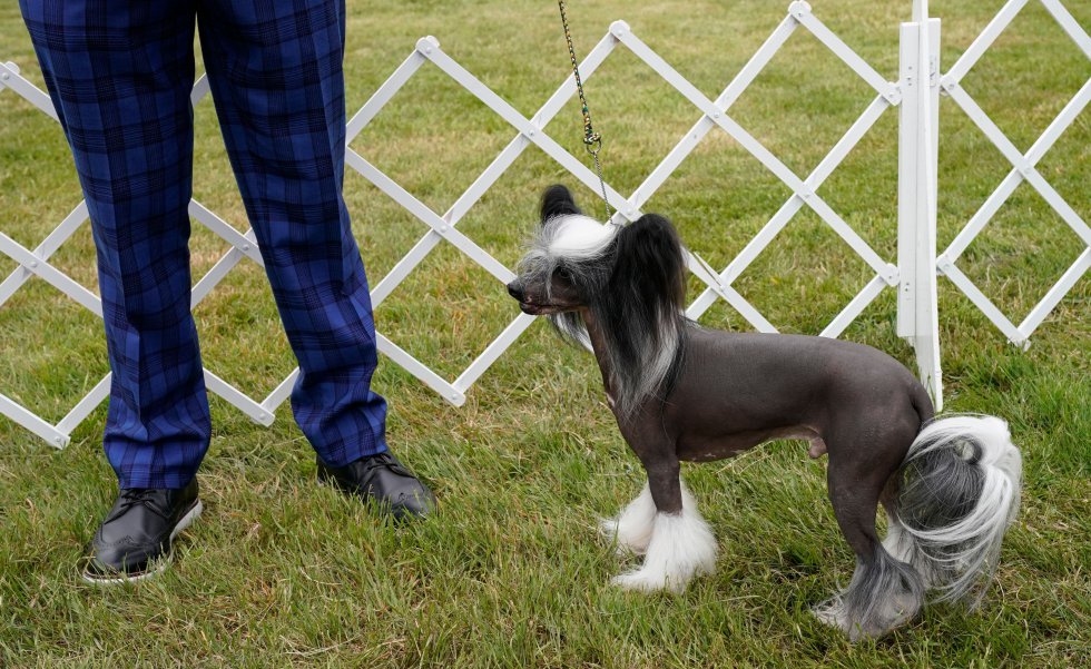 Así son los perros más guapos del mundo, según el concurso canino de Nueva York Así son los perros más guapos del mundo, según el concurso canino de Nueva York