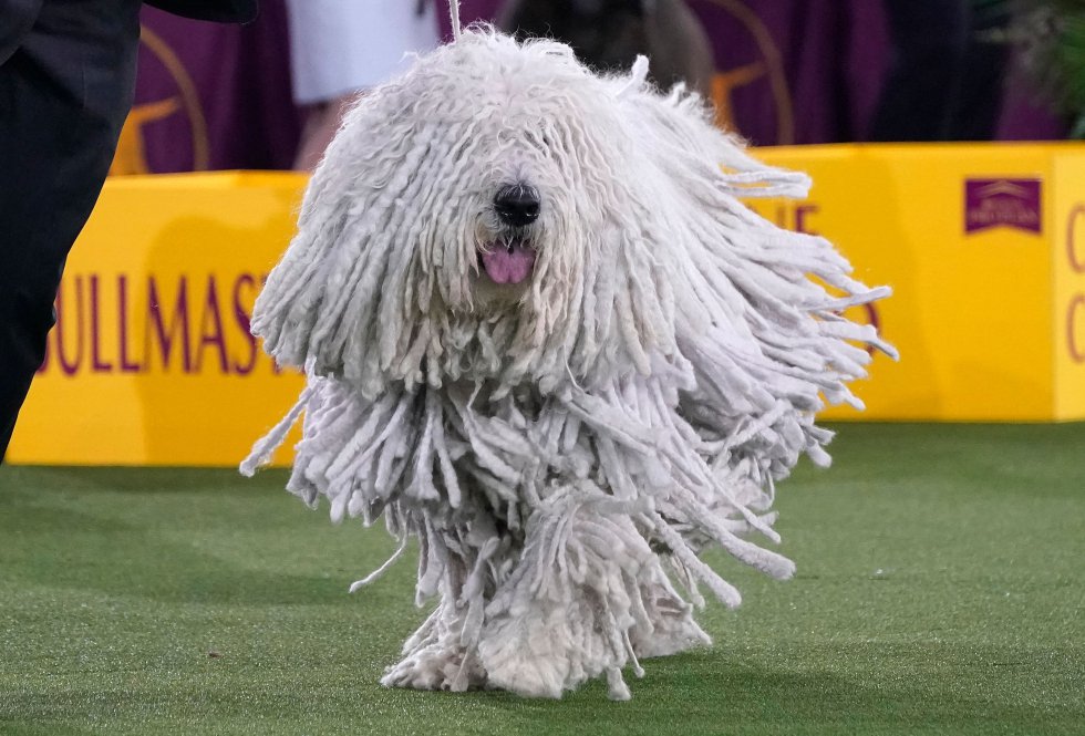 Así son los perros más guapos del mundo, según el concurso canino de Nueva York Así son los perros más guapos del mundo, según el concurso canino de Nueva York