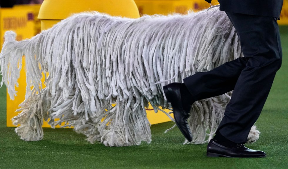 Así son los perros más guapos del mundo, según el concurso canino de Nueva York Así son los perros más guapos del mundo, según el concurso canino de Nueva York