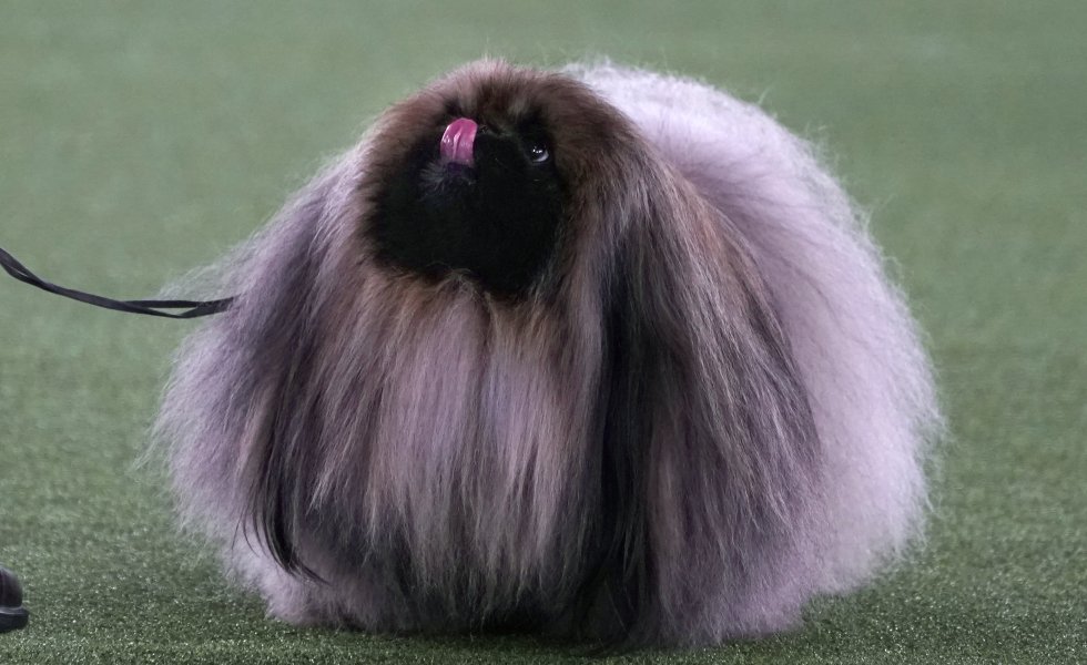 Así son los perros más guapos del mundo, según el concurso canino de Nueva York Así son los perros más guapos del mundo, según el concurso canino de Nueva York