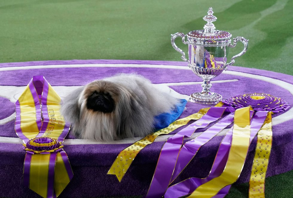 Así son los perros más guapos del mundo, según el concurso canino de Nueva York Así son los perros más guapos del mundo, según el concurso canino de Nueva York