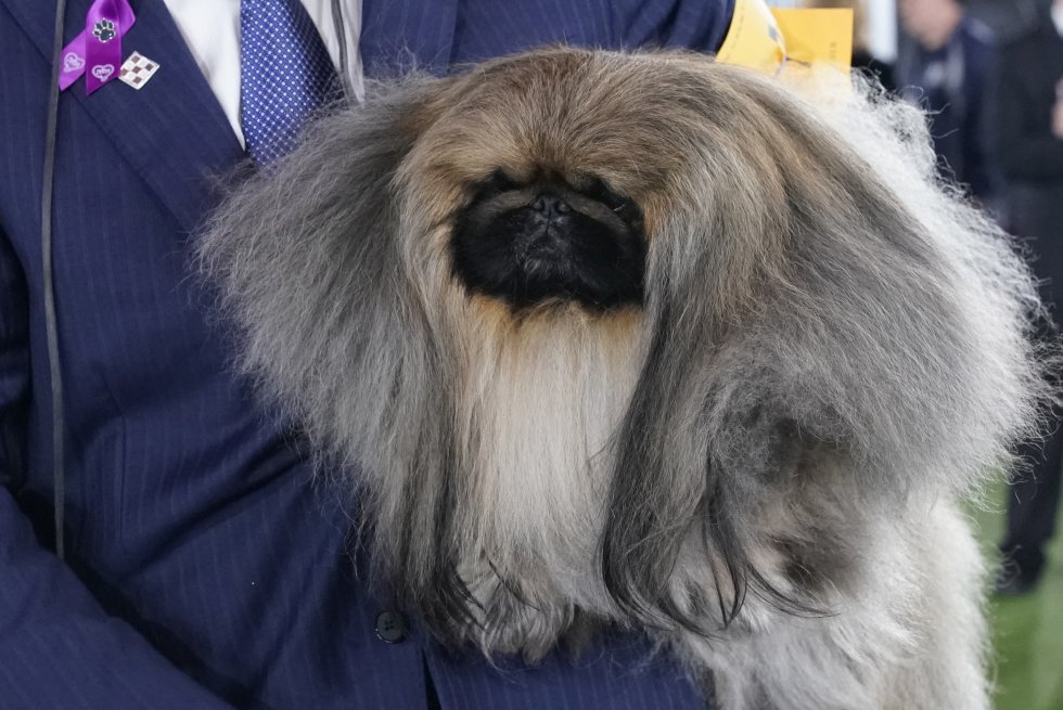 Así son los perros más guapos del mundo, según el concurso canino de Nueva York Así son los perros más guapos del mundo, según el concurso canino de Nueva York