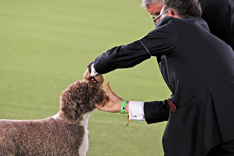 Así son los perros más guapos del mundo, según el concurso canino de Nueva York Así son los perros más guapos del mundo, según el concurso canino de Nueva York