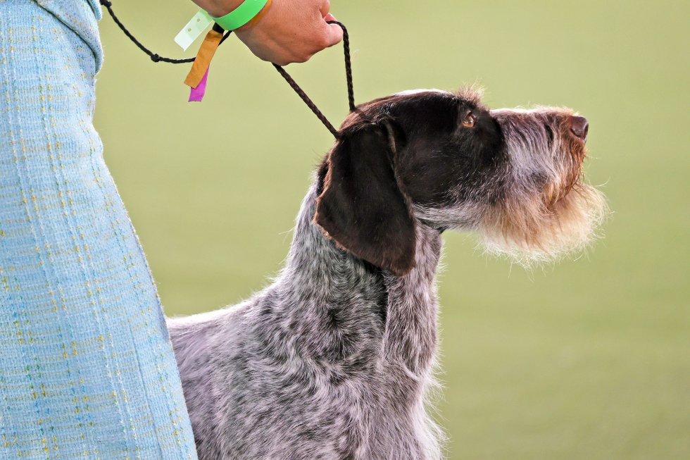 Así son los perros más guapos del mundo, según el concurso canino de Nueva York Así son los perros más guapos del mundo, según el concurso canino de Nueva York