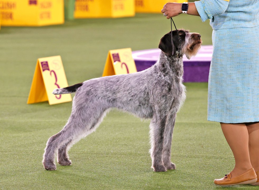 Así son los perros más guapos del mundo, según el concurso canino de Nueva York Así son los perros más guapos del mundo, según el concurso canino de Nueva York