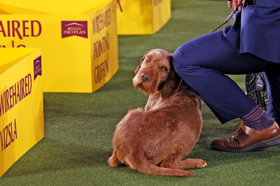 Así son los perros más guapos del mundo, según el concurso canino de Nueva York Así son los perros más guapos del mundo, según el concurso canino de Nueva York