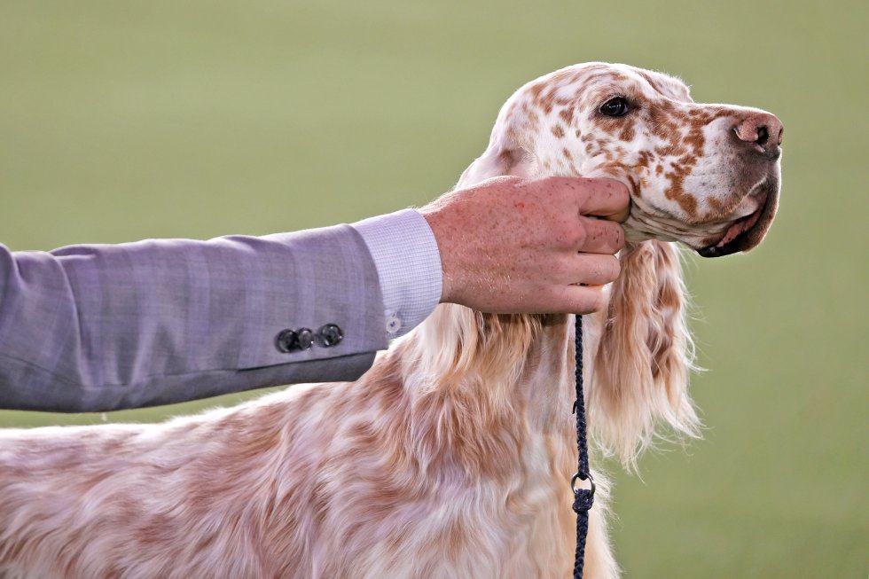 Así son los perros más guapos del mundo, según el concurso canino de Nueva York Así son los perros más guapos del mundo, según el concurso canino de Nueva York