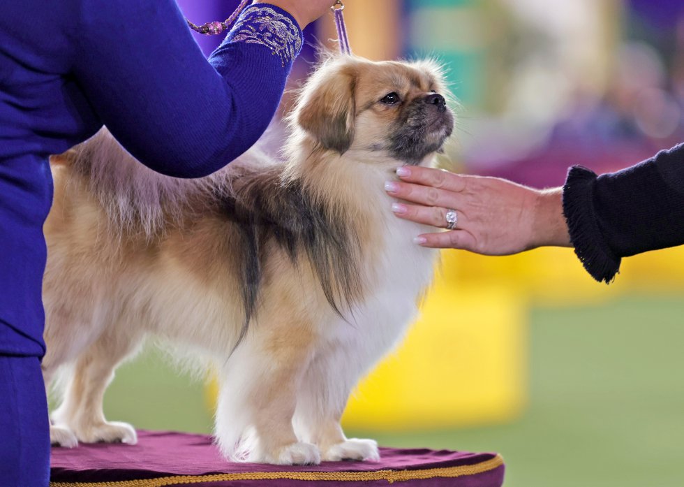 Así son los perros más guapos del mundo, según el concurso canino de Nueva York Así son los perros más guapos del mundo, según el concurso canino de Nueva York