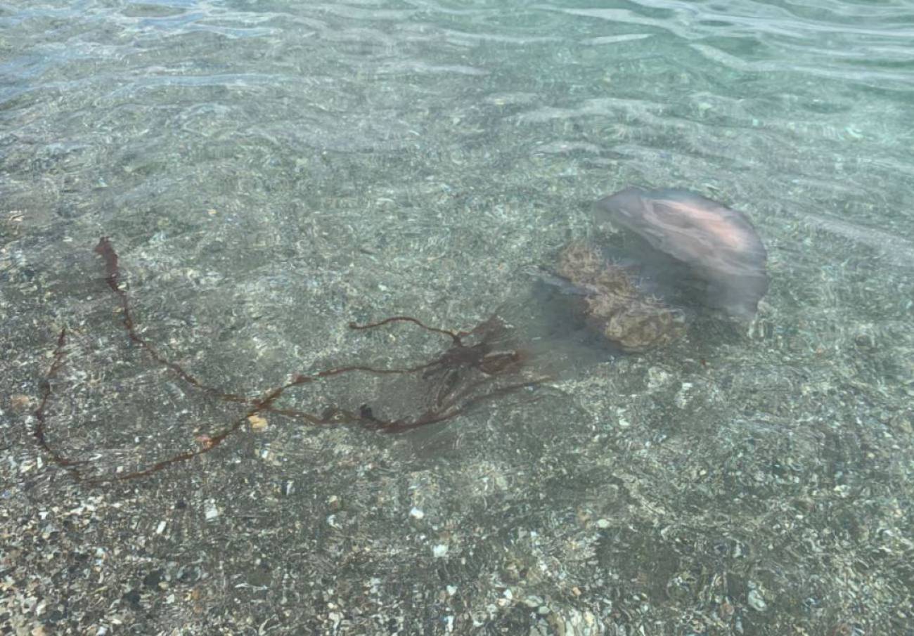 un verano propicio para las medusas en malaga ser malaga hora 14 malaga cadena ser
