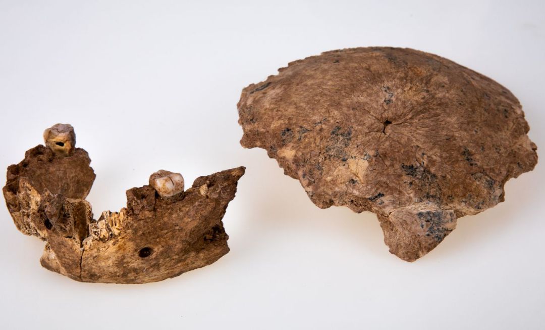 Cráneo y mandíbula del nuevo tipo de hombre prehistórico encontrados en el yacimiento prehistórico de Nesher Ramla, situado en Israel.