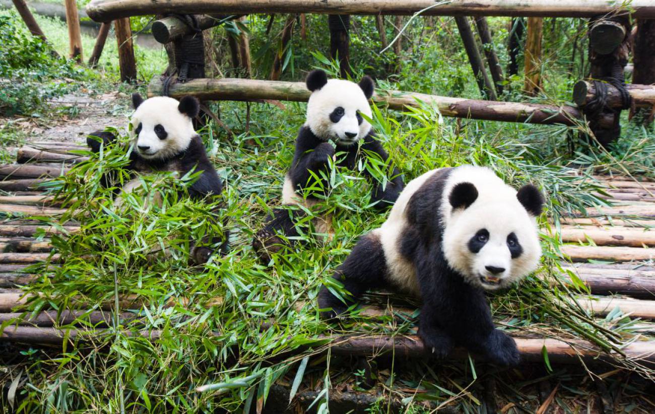 El Oso Panda Deja De Ser Una Especie En Extinci n En China