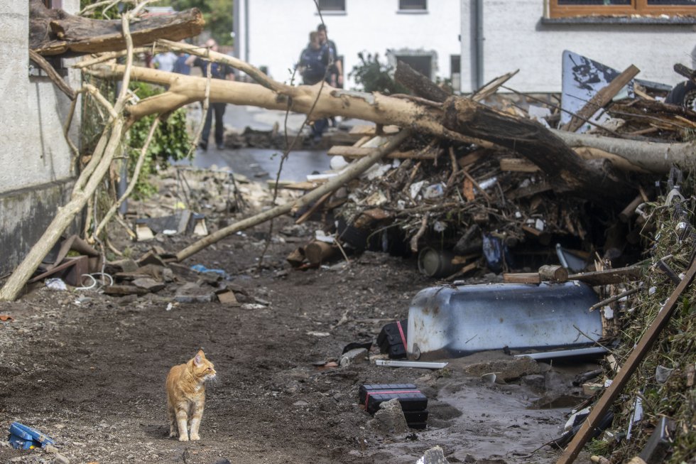 Un gato paseando por la zona de los escombros Un gato paseando por la zona de los escombros