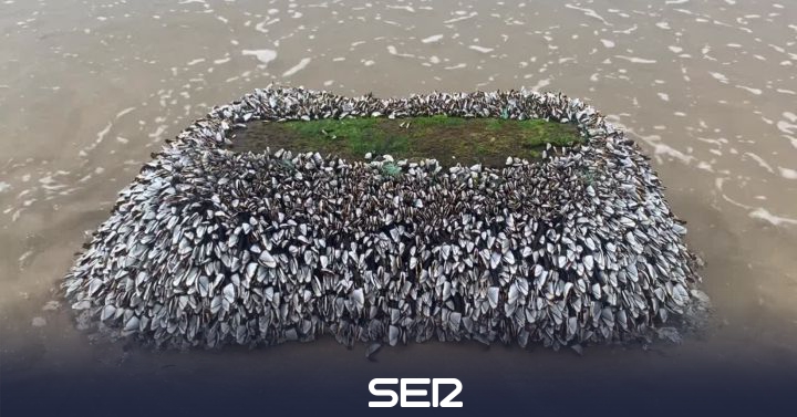 A large trunk full of giant barnacles reaches a beach in Asturias |  Radio Asturias