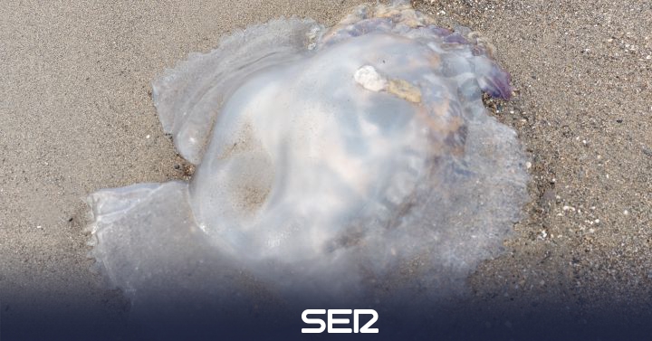 Jellyfish continue on the beaches of the Malaga coastline |  BE Malaga |  Today for Today Malaga