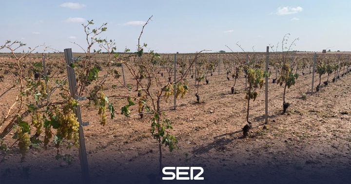 5,000 hectares of crops damaged by the Campo de Criptana storm |  BE Ciudad Real