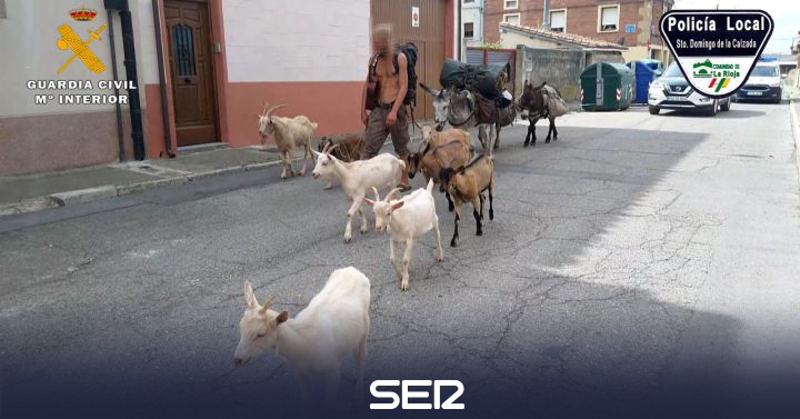 Seven goats, three donkeys and a dog, undocumented on the Camino |  Radio Rioja